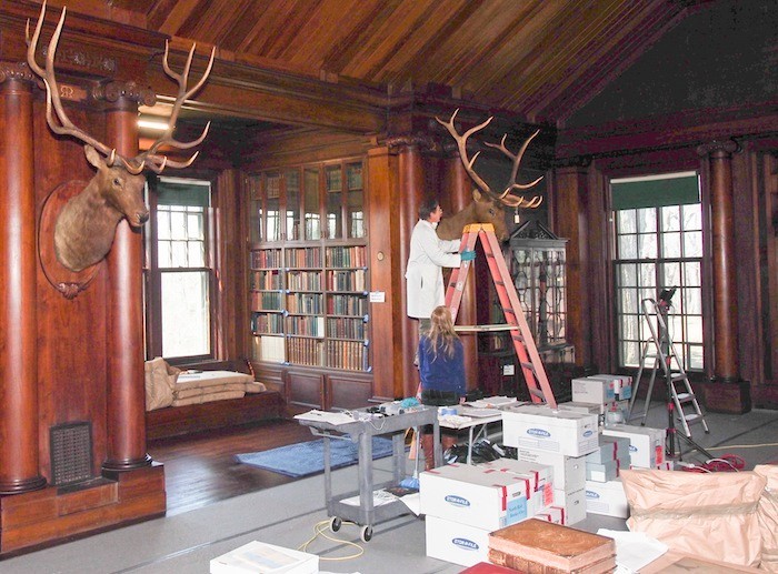 Ron Harvey conservator in process of evaluating the restoration of two heads of Wapiti or Elk in the North Room.